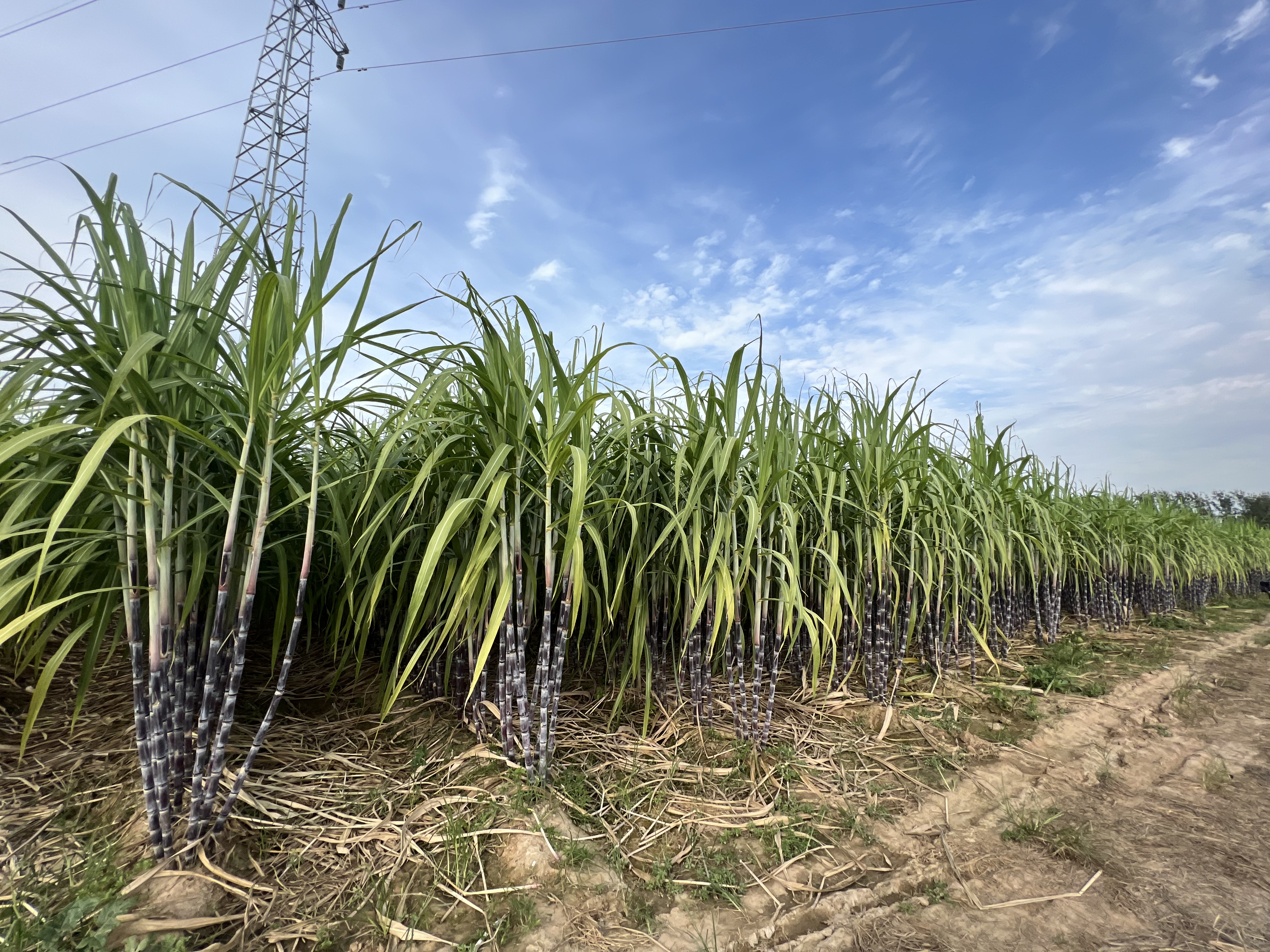 延津县90后小伙儿甘蔗田里孕育甜蜜生活