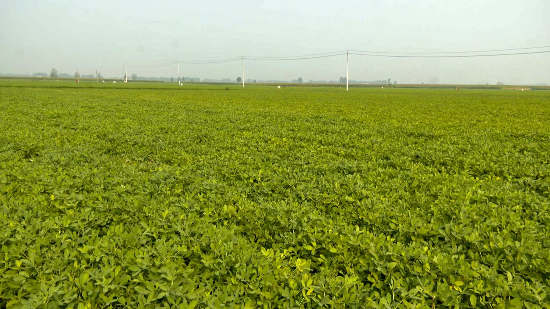延津县司寨乡大庞固村优质花生种植助力乡村振兴