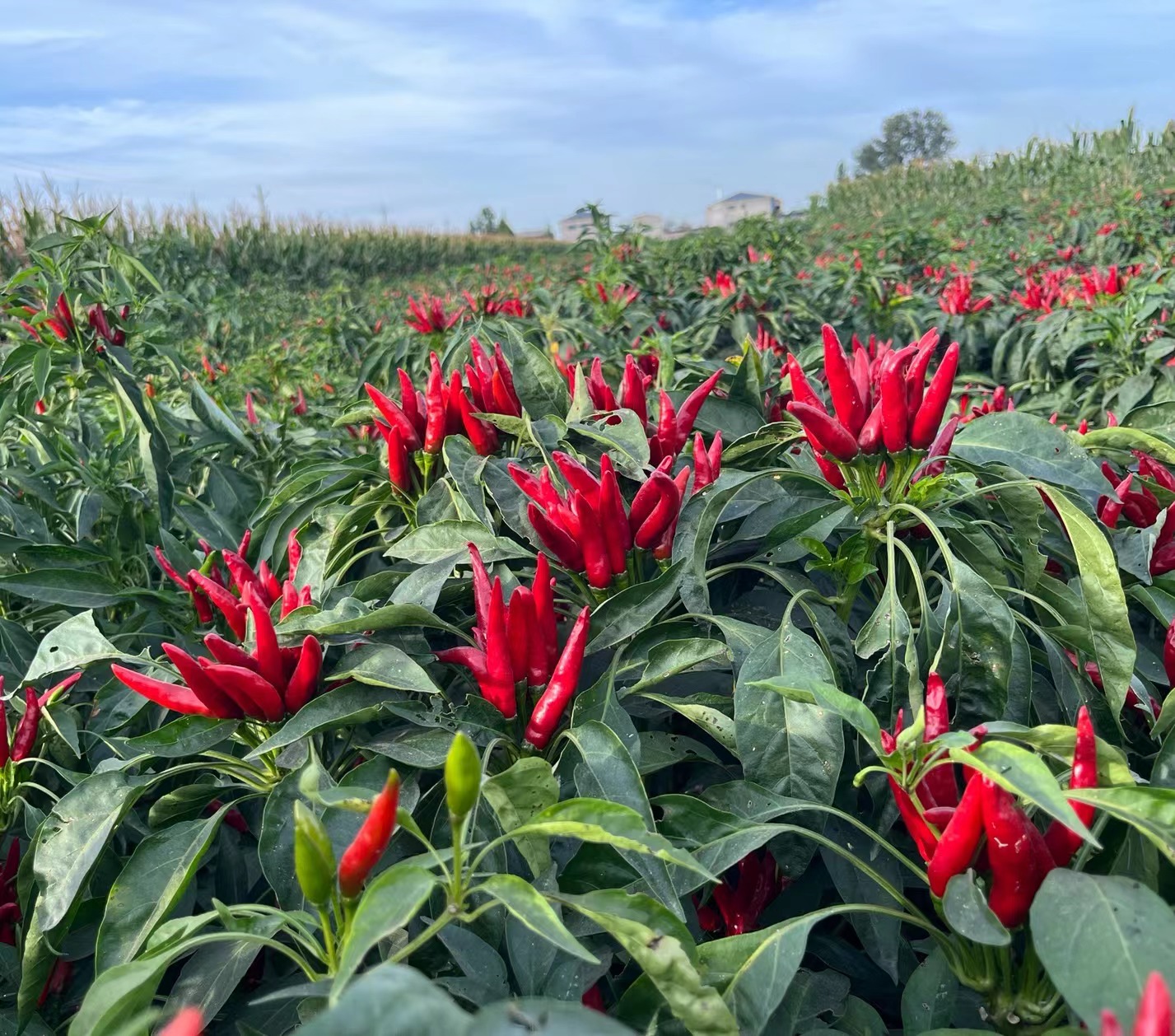 河南延津辣椒映红致富路