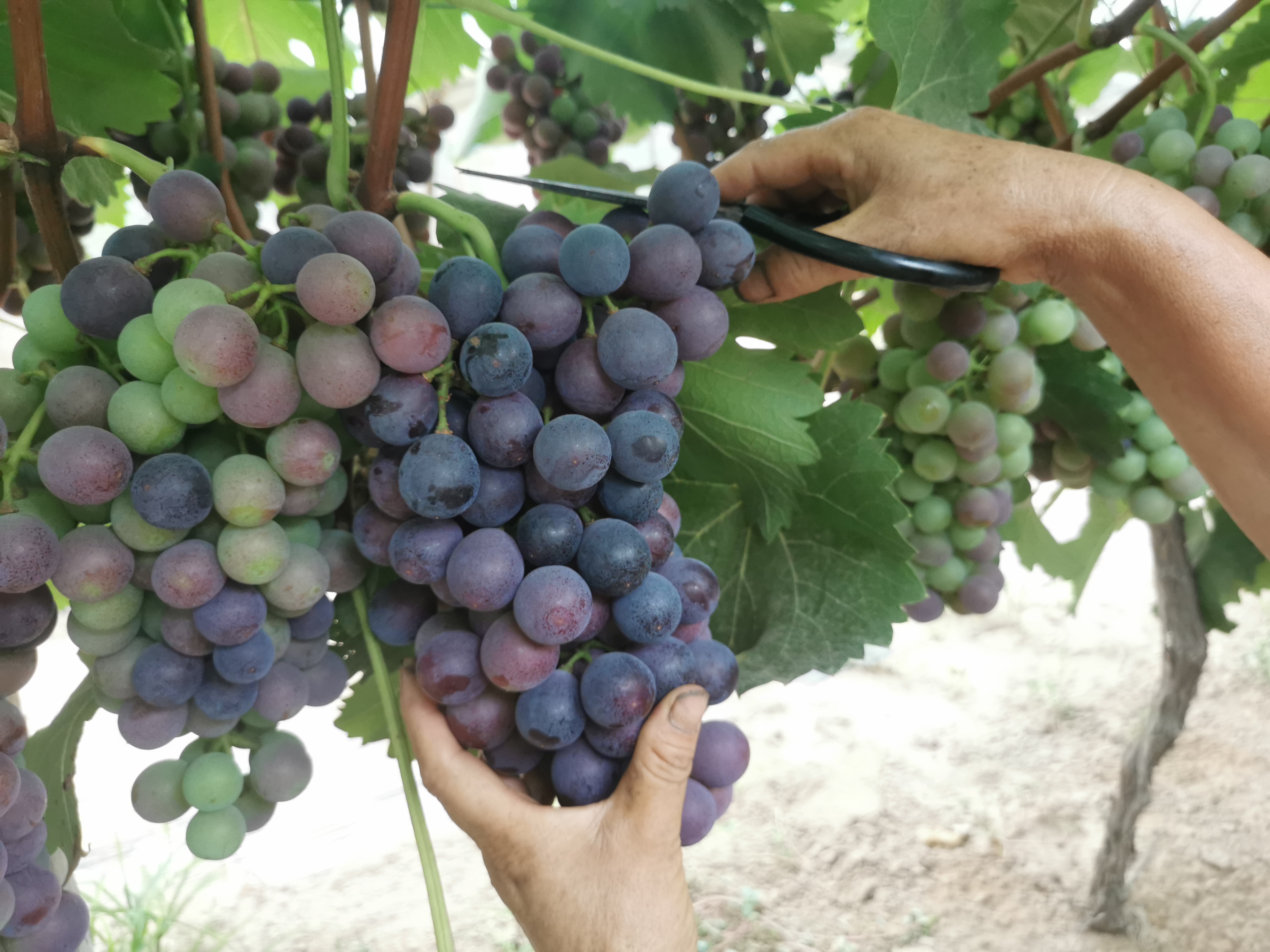 河南延津早熟葡萄抢鲜上市铺就果农甜蜜致富路