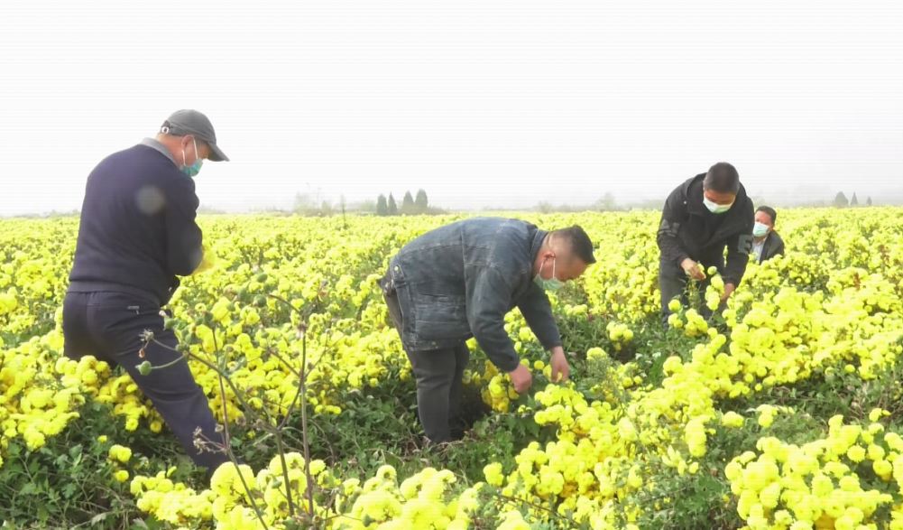 宜阳县白杨镇西马村怀冰菊喜丰收开出村民致富花