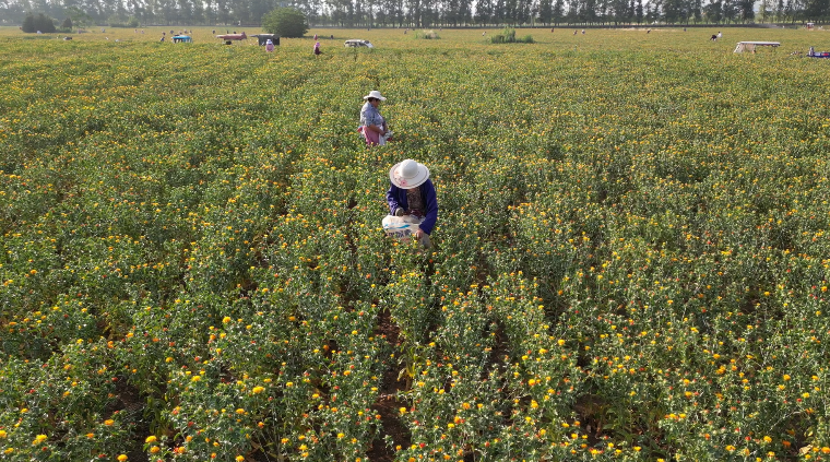 宜阳白杨图片