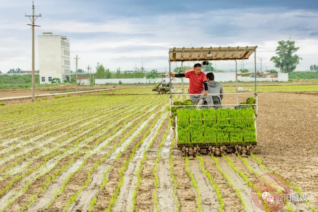 原阳县夏种好时节稻田插秧忙