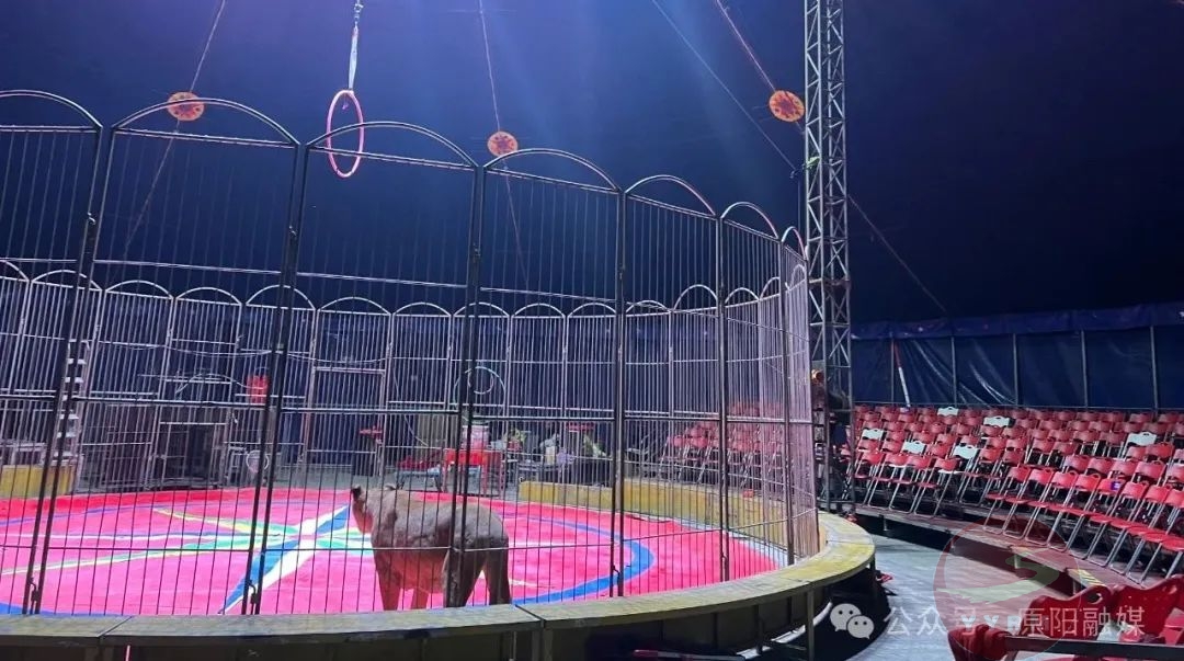 "五一"期间,这里有大型猛兽表演,萌宠动物园,百鸟园,七彩滑道