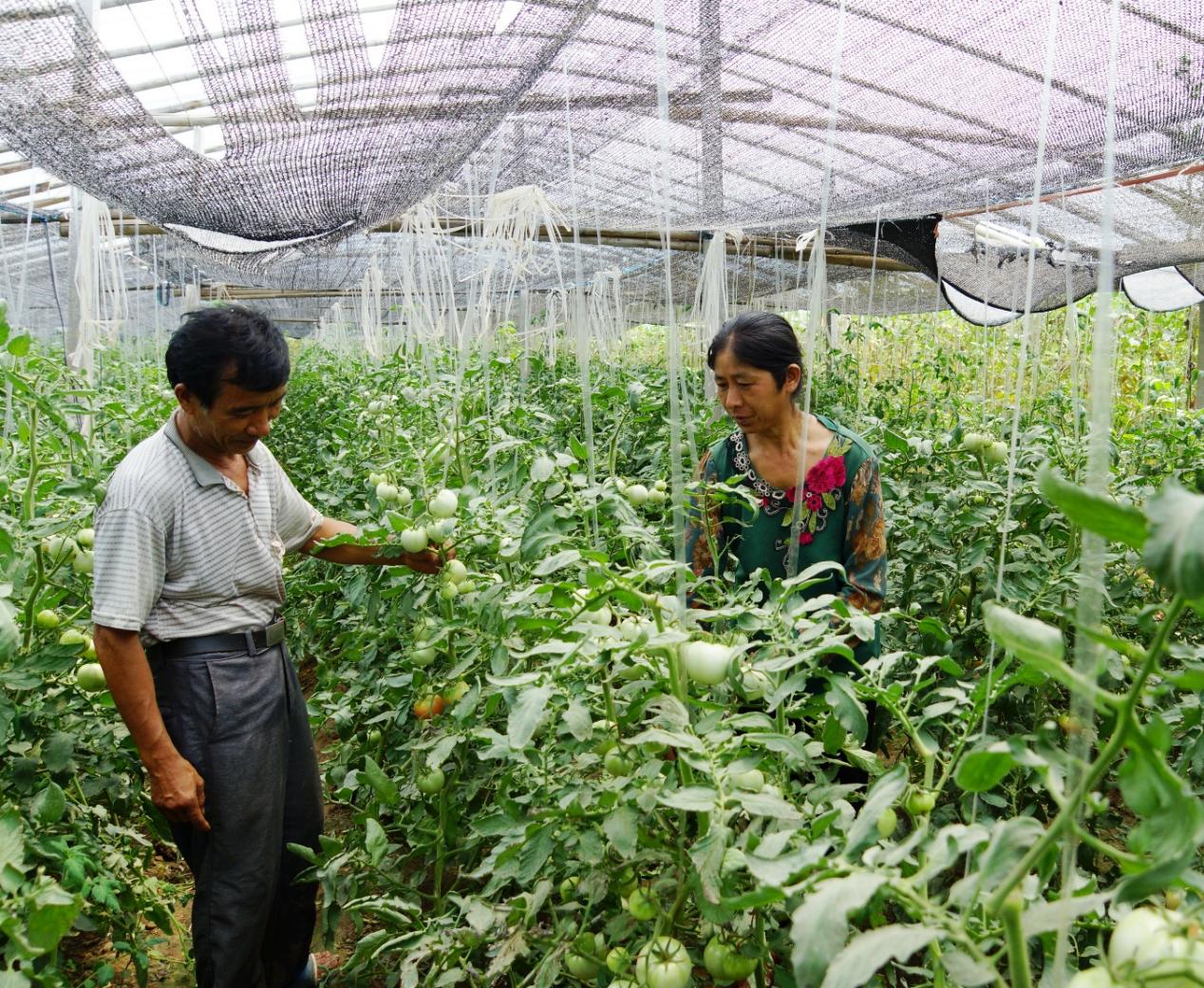 虞城李老家乡袁村寺村大棚西红柿种植助力农户奔小康