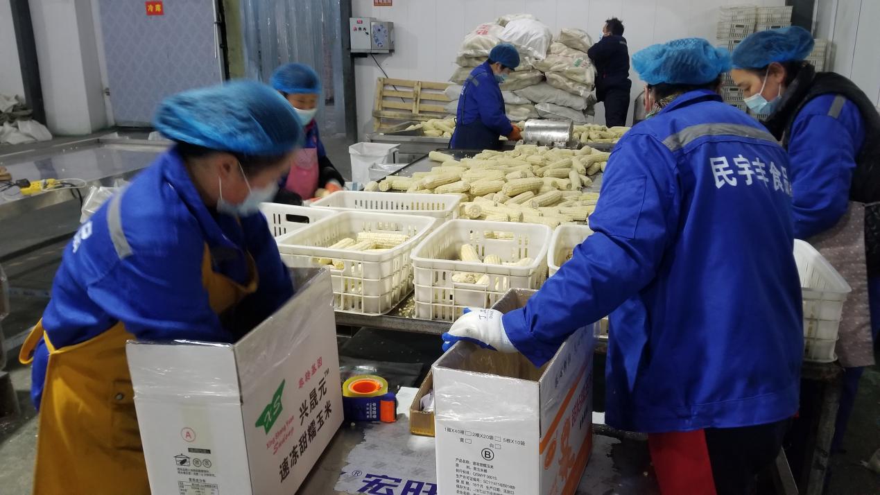 店集乡：产业突破做活稳定增收大文章1.jpg