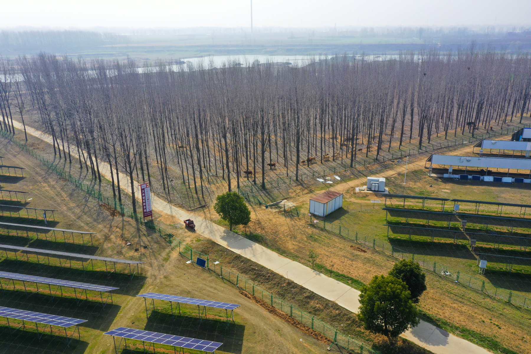 图说河南正阳牛羊成群碧草连天