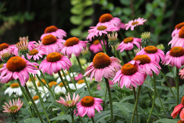 中牟县松果菊开惊艳时光