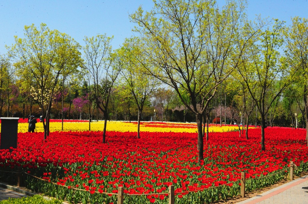 中牟春风有信问花有约郑州绿博园问花节明日正式启幕