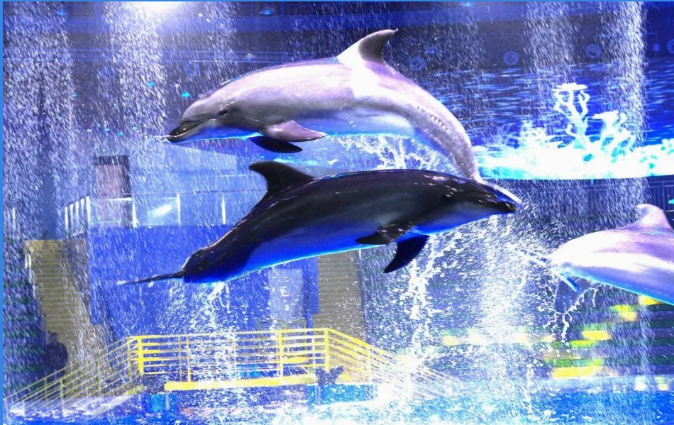 走进海洋世界探索蓝色海洋