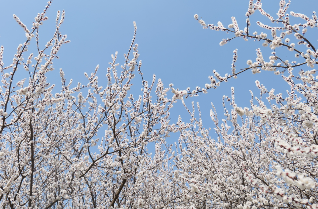 徜徉金黄色的油菜花海,感受春日的浪漫.