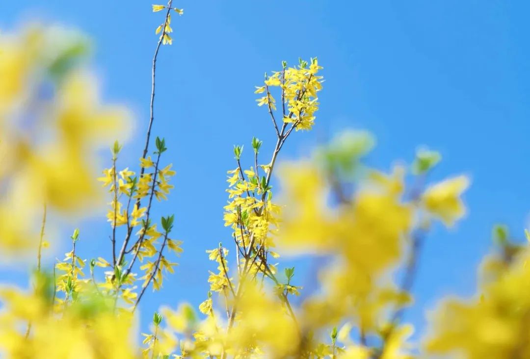 阳春三月油菜花图片