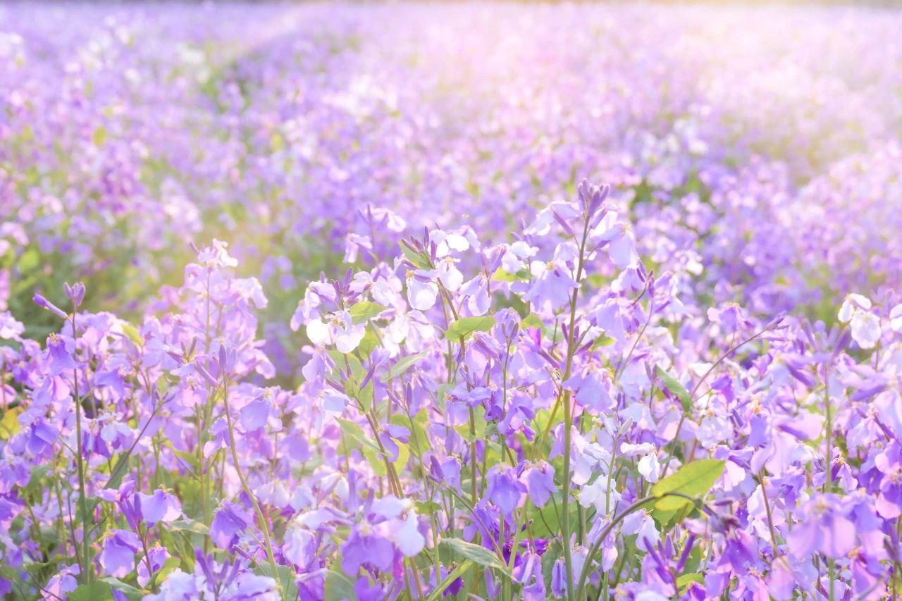 赏心悦目还是灿若云霞的碧桃花海无论是缤纷流光的郁金香花海来到绿博